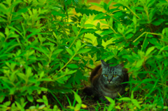 ねこ　その９３