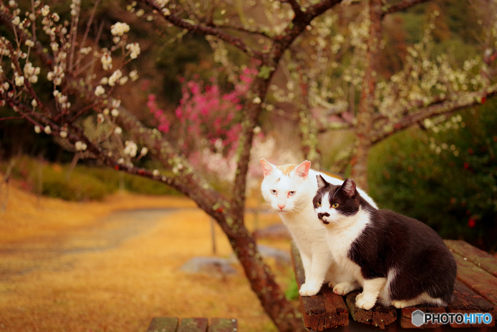 ねこ　その５００