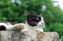 ねこ　その９０