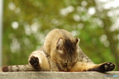 ねこ　その４５