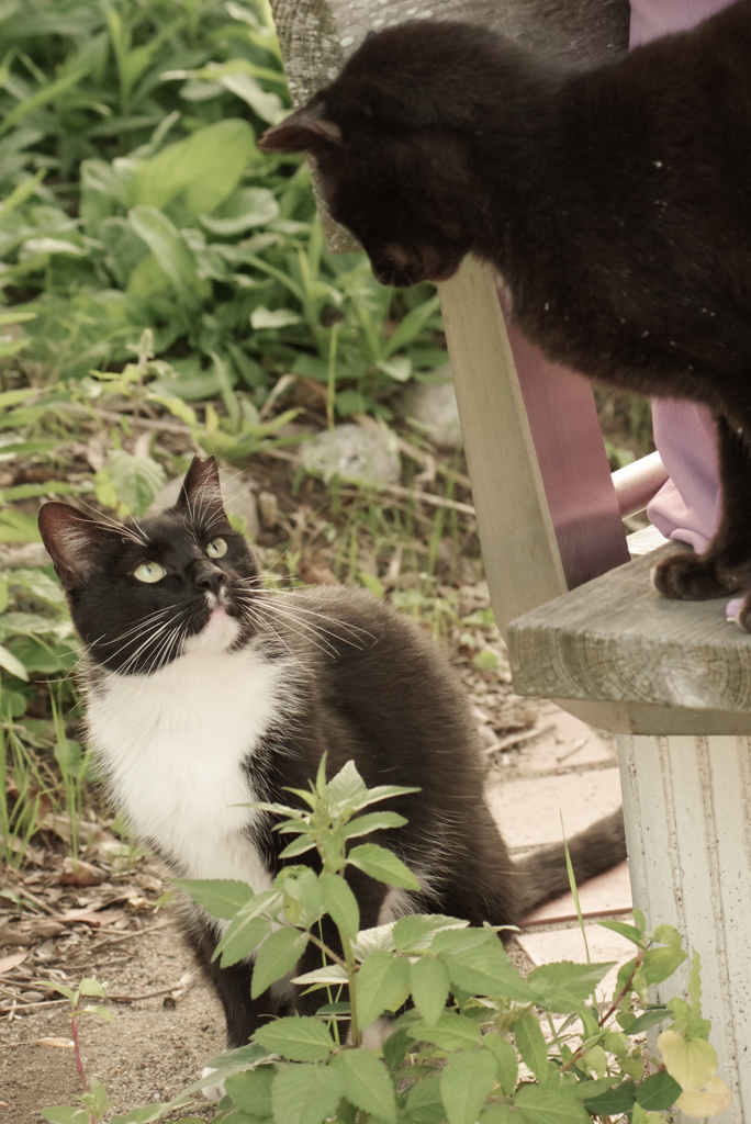 ねこ　その８６４