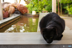 ねこ　その６６３