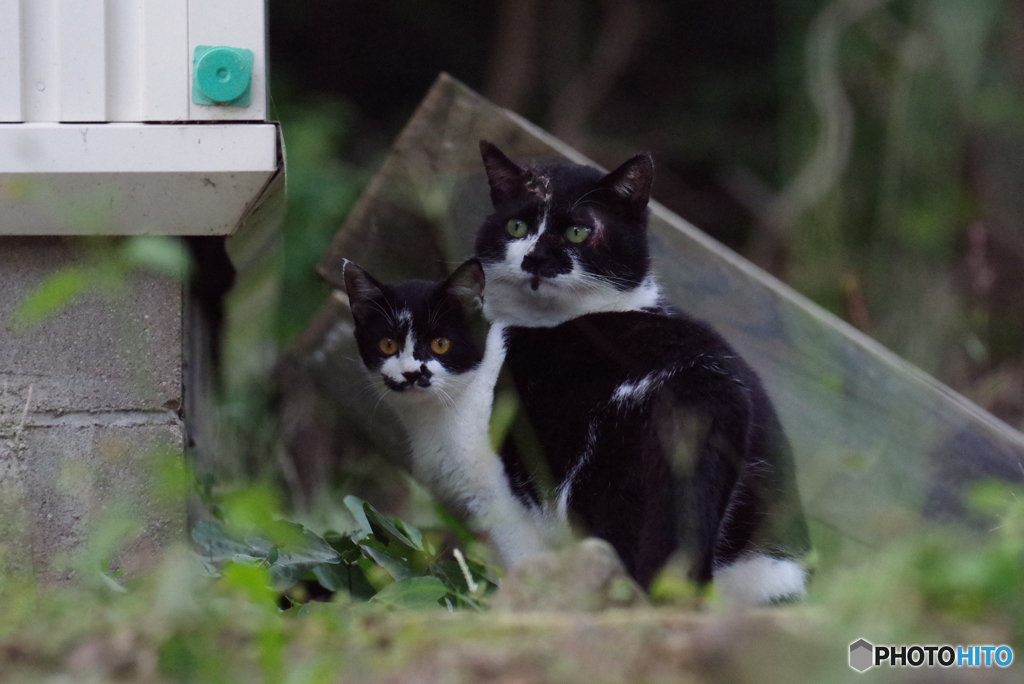 ねこ　その９５２