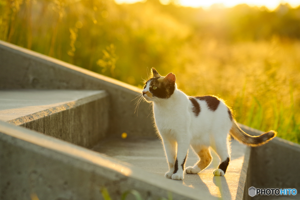ねこ　その７７１