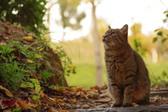 ねこ　その３４２
