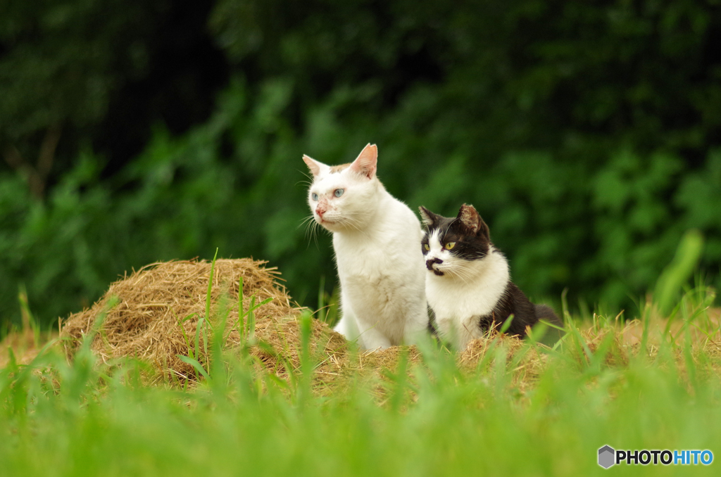 ねこ　その１７４