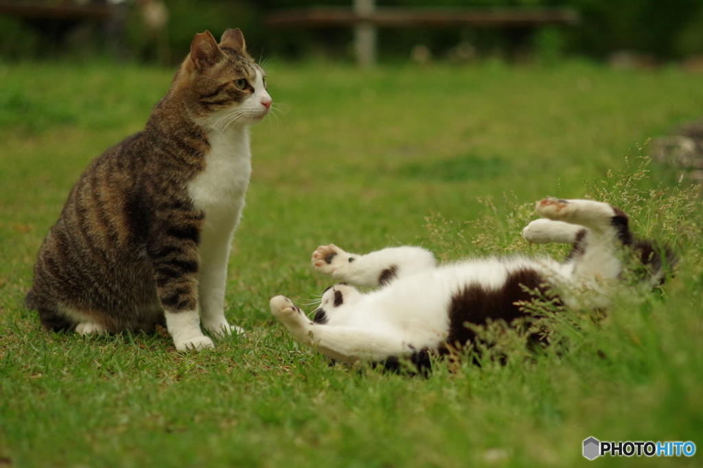 ねこ　その５６