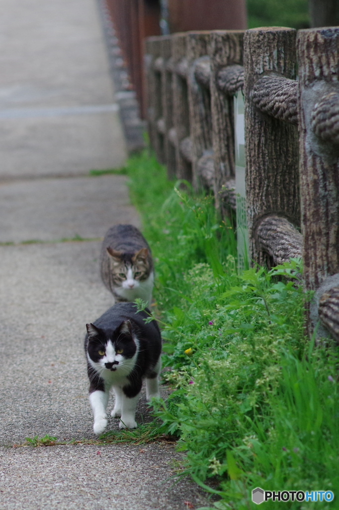 ねこ　その４８