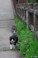 ねこ　その４８