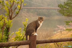 ねこ　その５３２