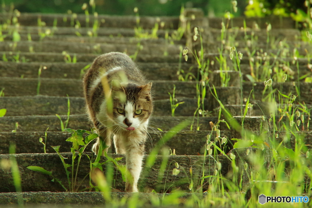 ねこ　その８０