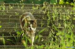 ねこ　その８０