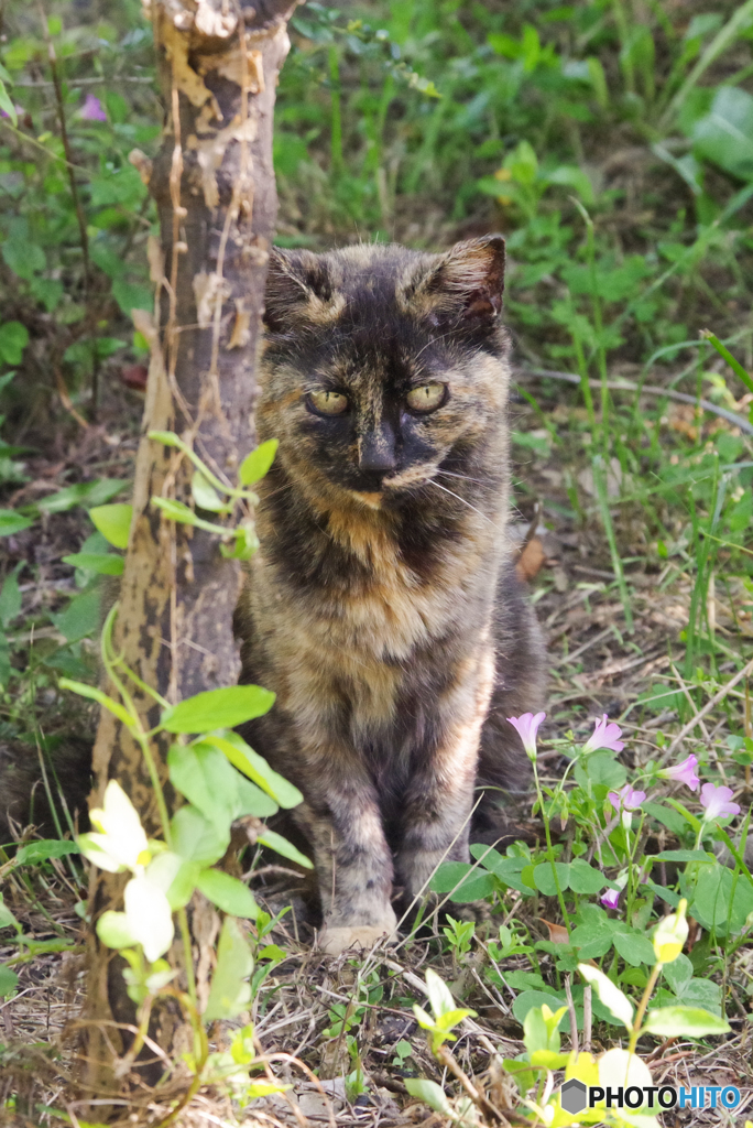 ねこ　その６５７