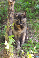 ねこ　その６５７