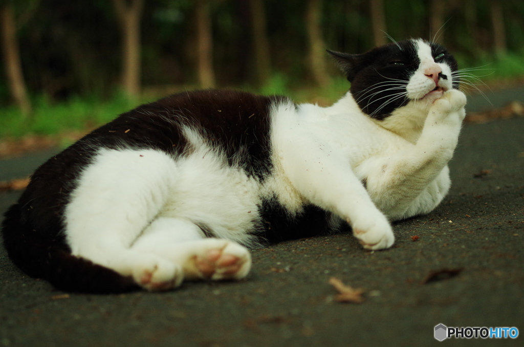 ねこ　その８３