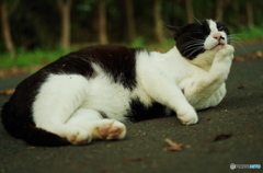 ねこ　その８３