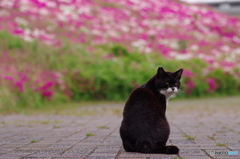 ねこ　その５４