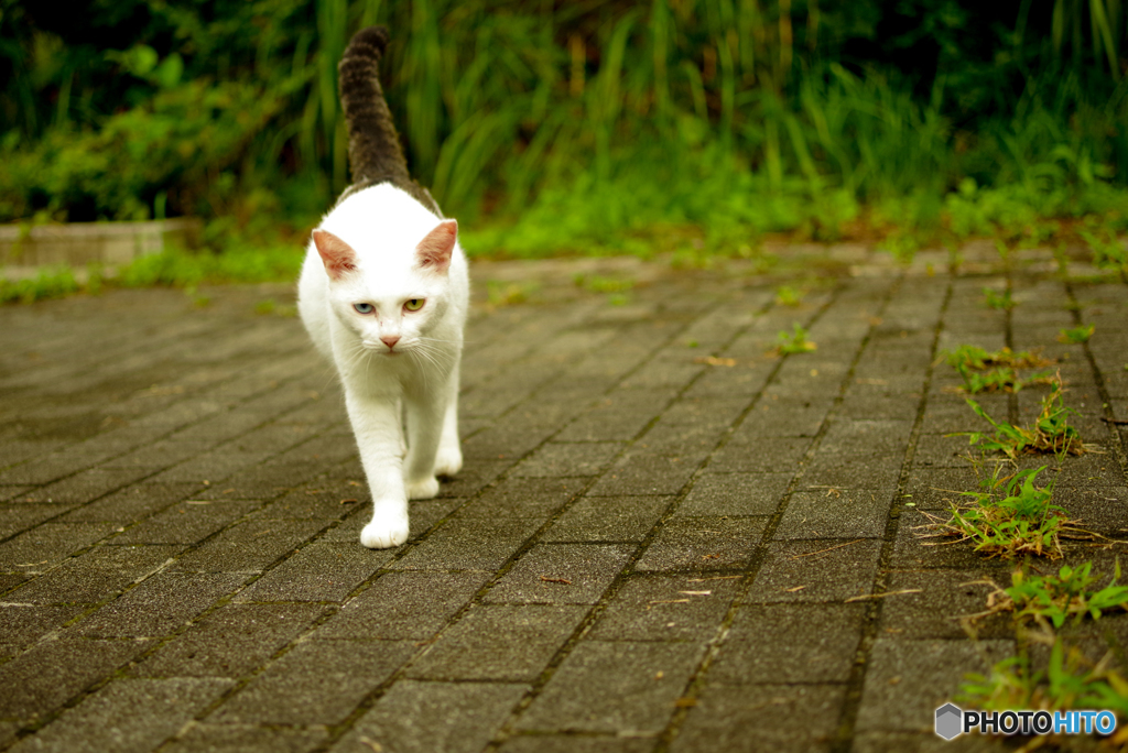 ねこ　その２３４