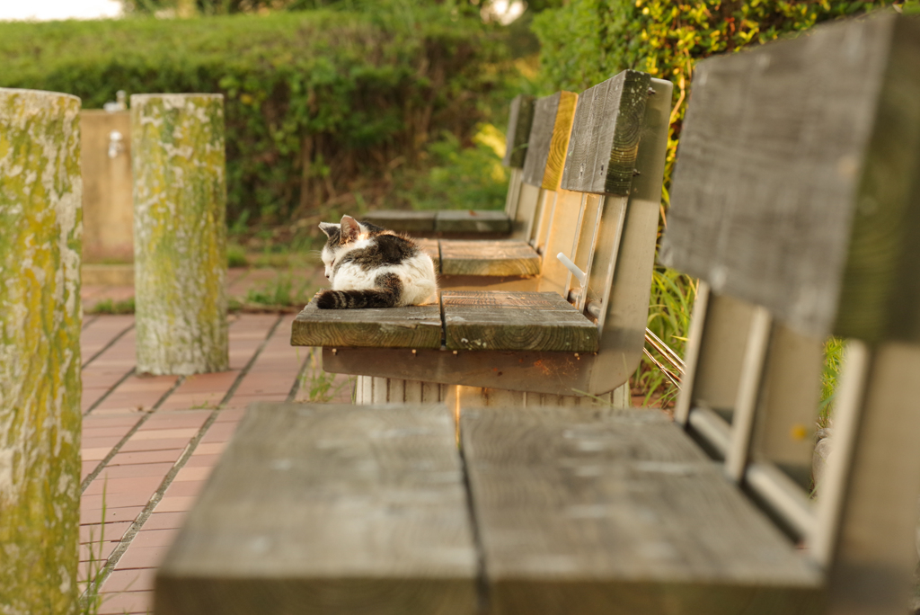 ねこ　その８６３