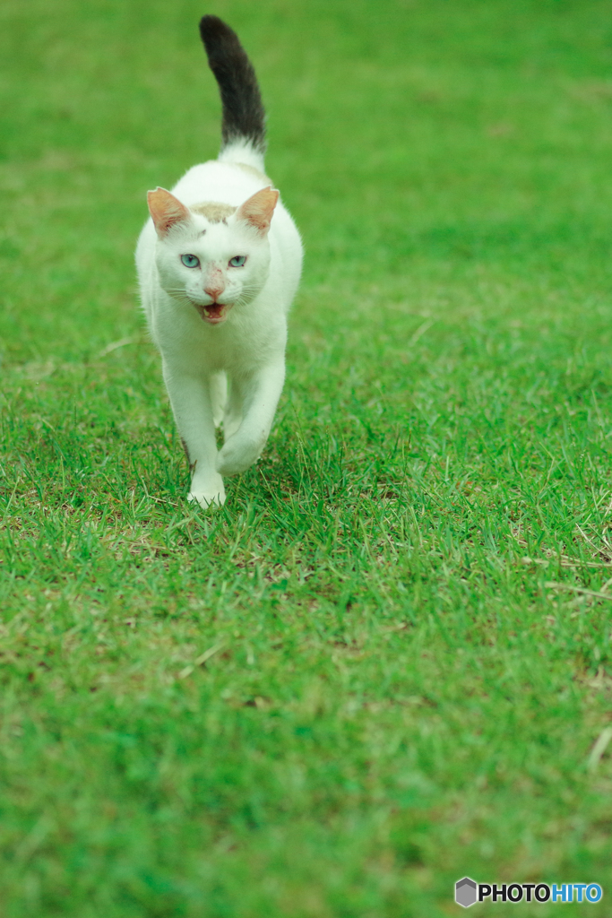ねこ　その１７９