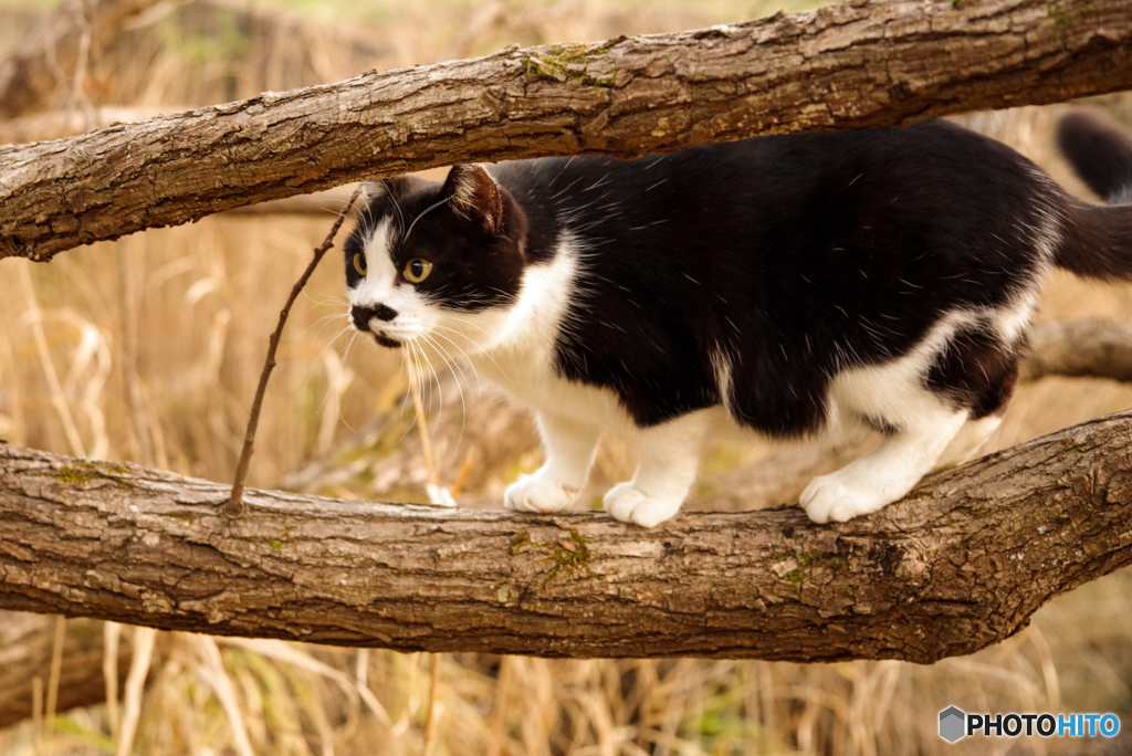 ねこ　その４４３