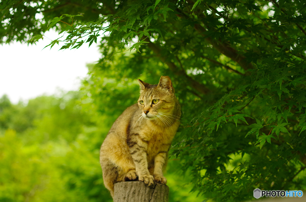 ねこ　その１１１