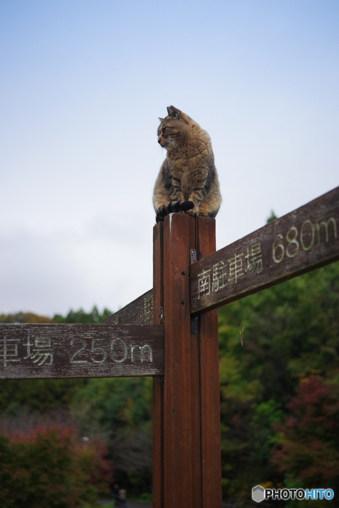 ねこ　その３６８