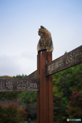ねこ　その３６８