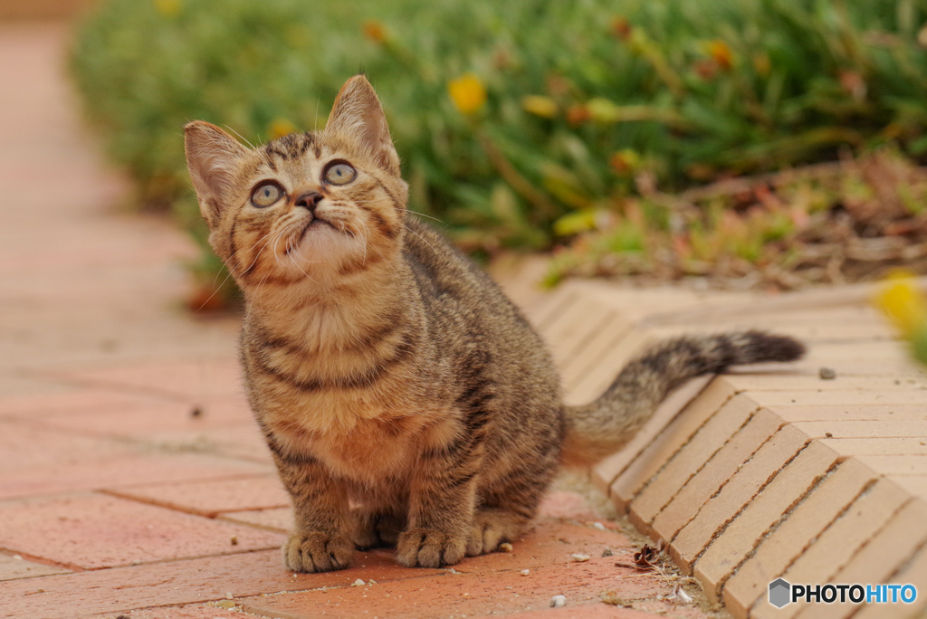 ねこ　その８９１