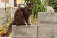 ねこ　その７０９