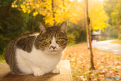 ねこ　その３５４