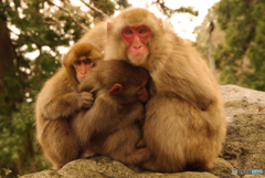 高崎山の家族猿
