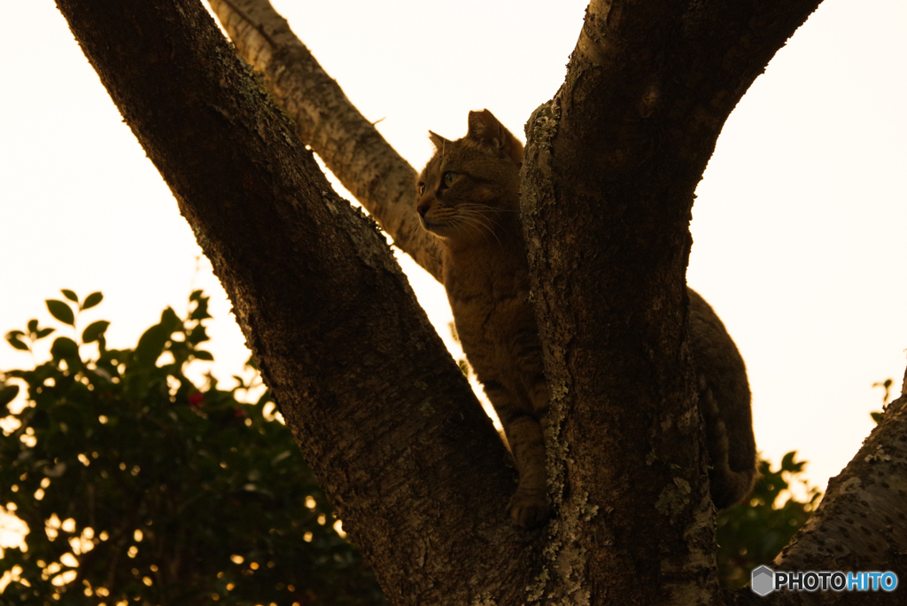 ねこ　その４４４