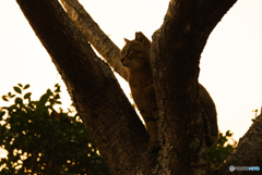 ねこ　その４４４