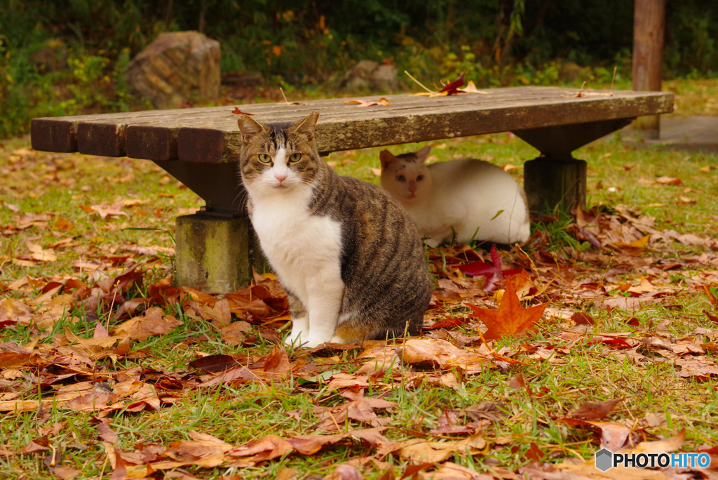 ねこ　その３６３