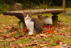ねこ　その３６３