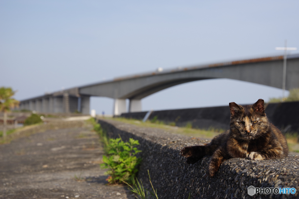 ねこ　その６０１