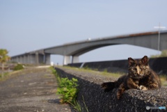 ねこ　その６０１