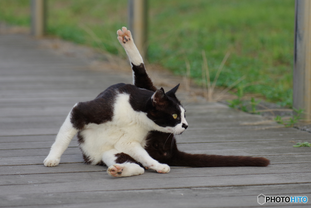 ねこ　その７４５