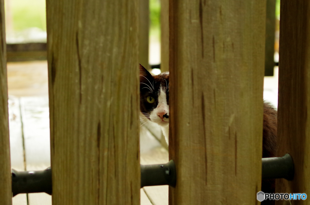 ねこ　その１２４