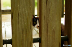 ねこ　その１２４