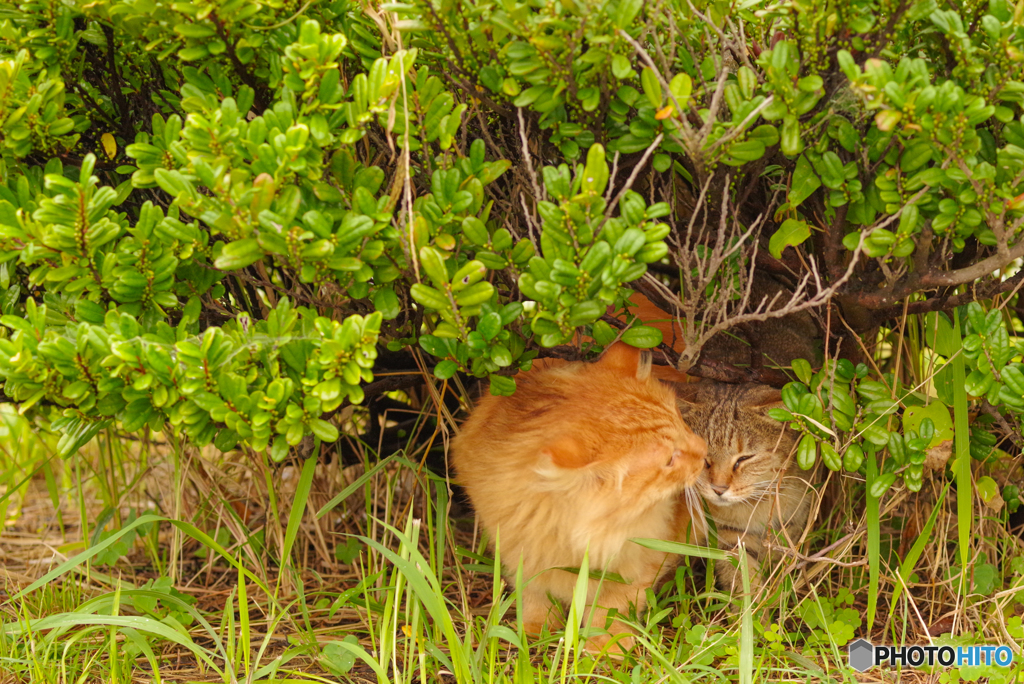 ねこ　その８９４