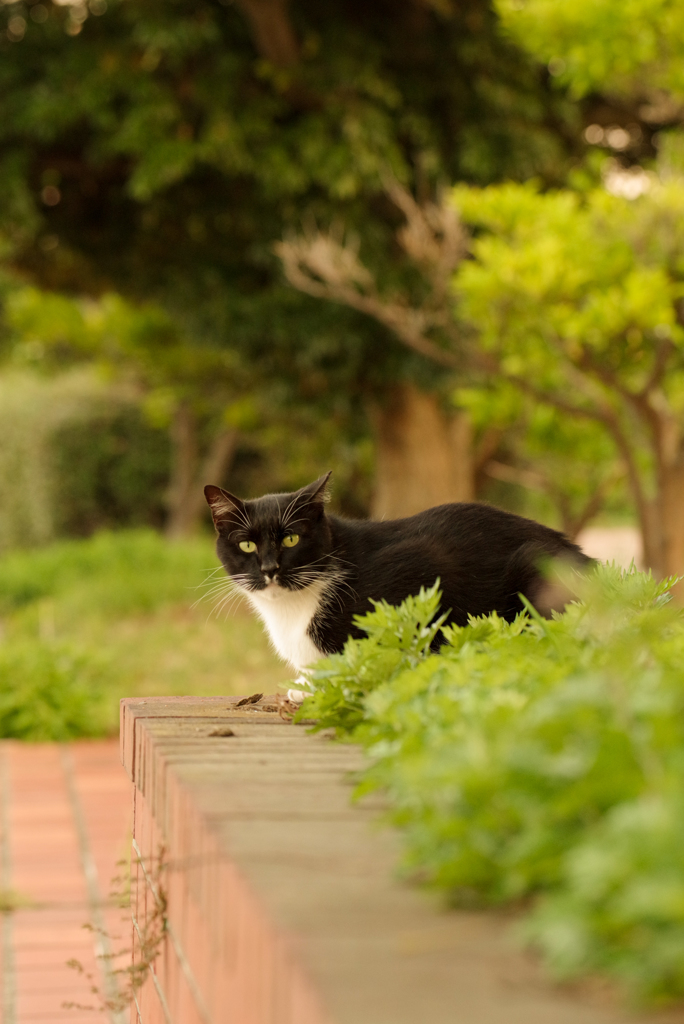 ねこ　その８７１