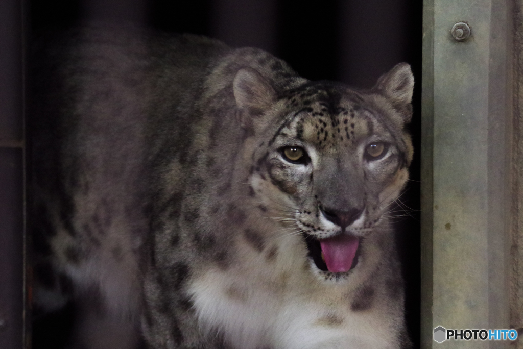 ユキヒョウ
