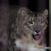 ユキヒョウ