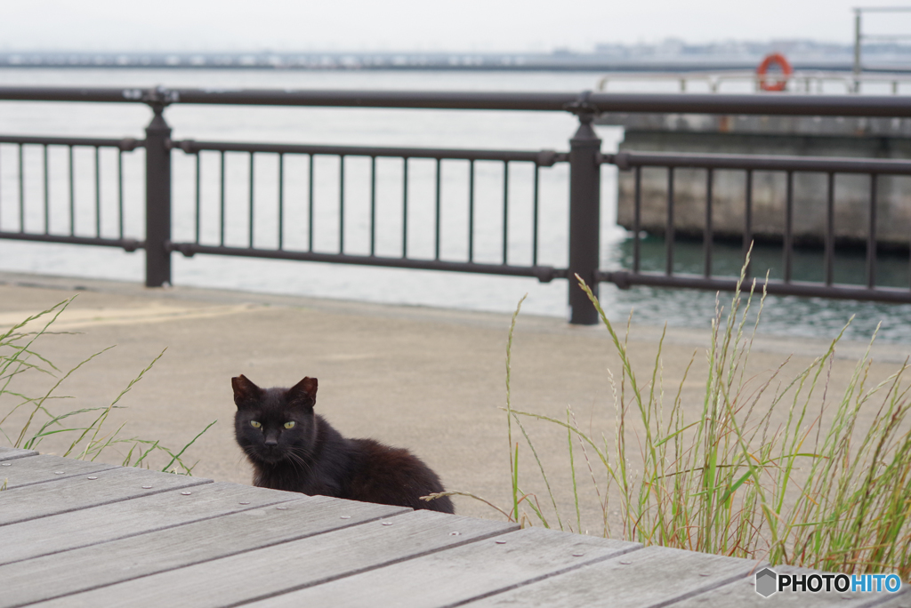 ねこ　その６３８