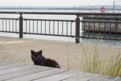 ねこ　その６３８