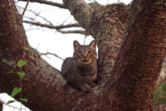ねこ　その３４３