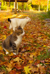 ねこ　その３４８