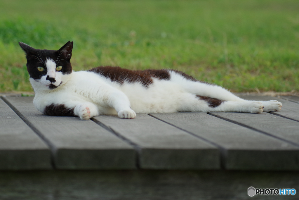 ねこ　その７４７